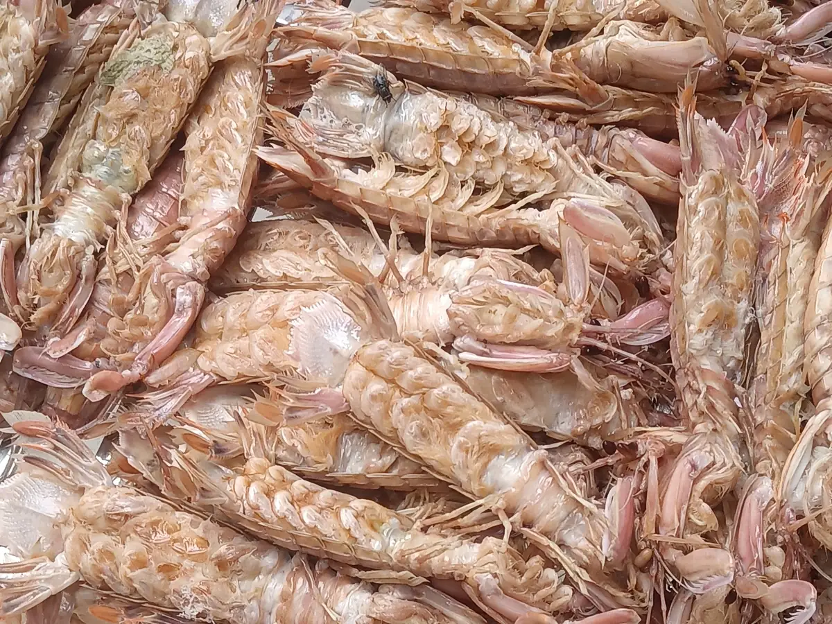 Representative steamed mantis shrimp photograph